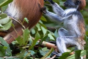 ZANZIBAR: KRYDDGÅRD, JOZANI-SKOGEN OCH MTENDE-STRANDEN