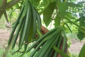 Zanzíbar: granja de especias, bosque de Jozani y acuario de la cueva de Salaam