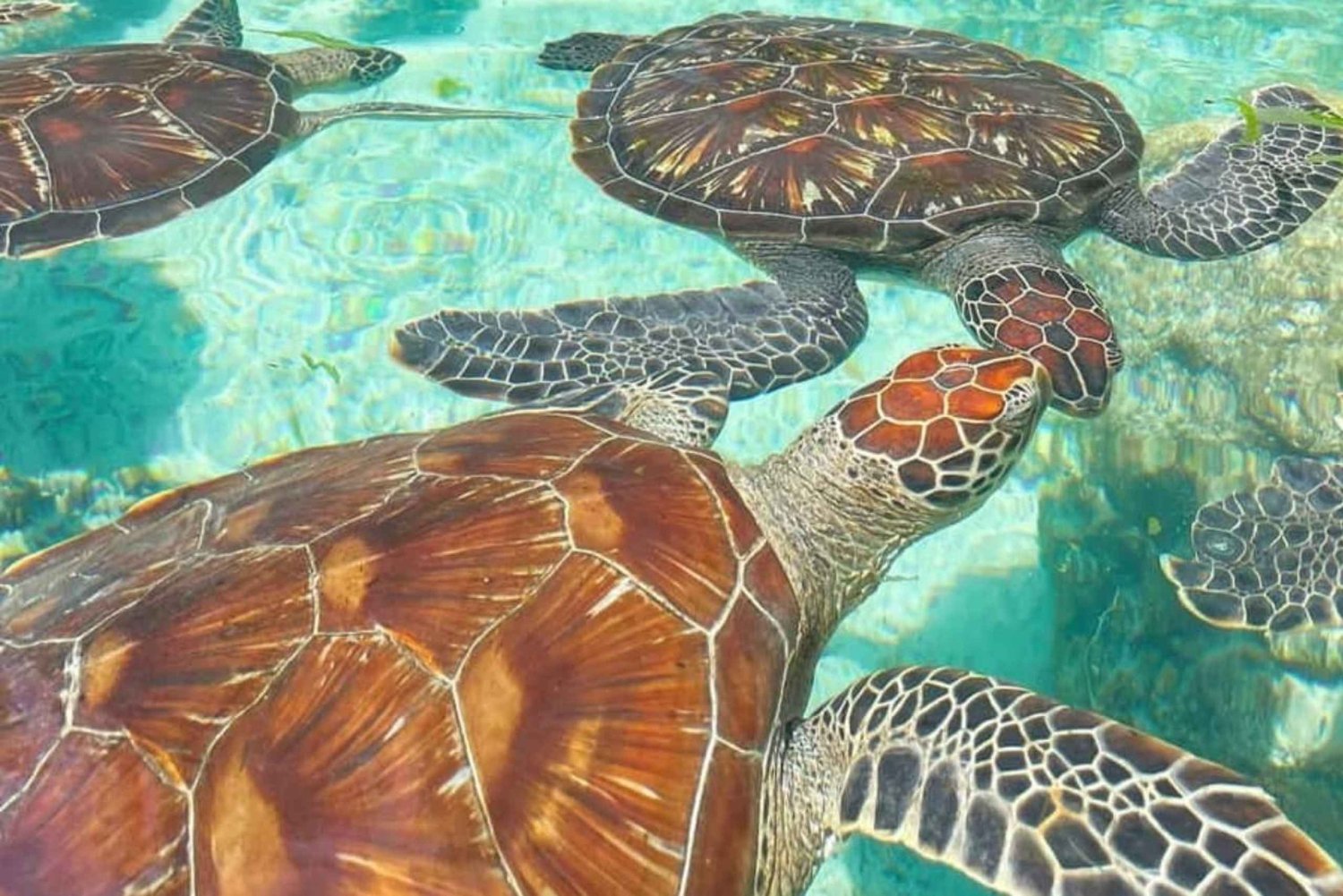 Zanzibar: Krydderfarm, Jozani-skogen og Sea Turtle Sanctuary