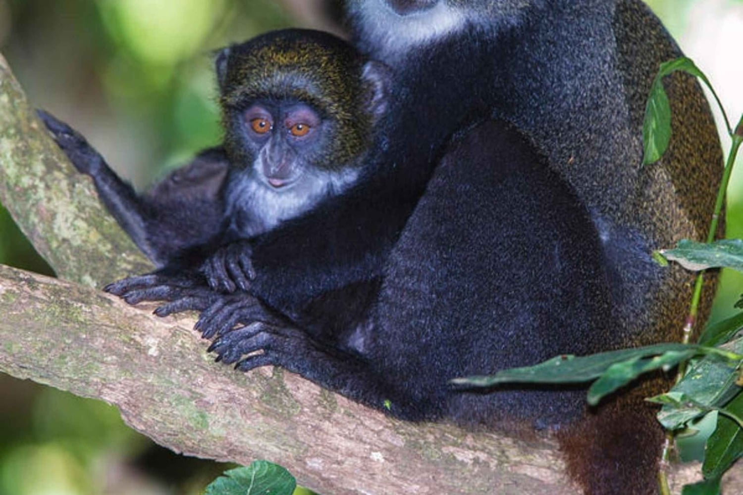 ZANZIBAR: Maustefarmilla ja Jozanin metsässä