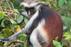 ZANZIBAR: Maustefarmilla ja Jozanin metsässä