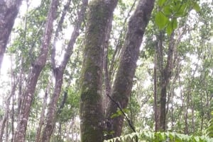 ZANZIBAR: Maustefarmilla ja Jozanin metsässä