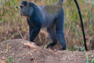 ZANZIBAR: Maustefarmilla ja Jozanin metsässä