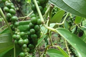 ZANZIBAR: Maustefarmilla ja Jozanin metsässä