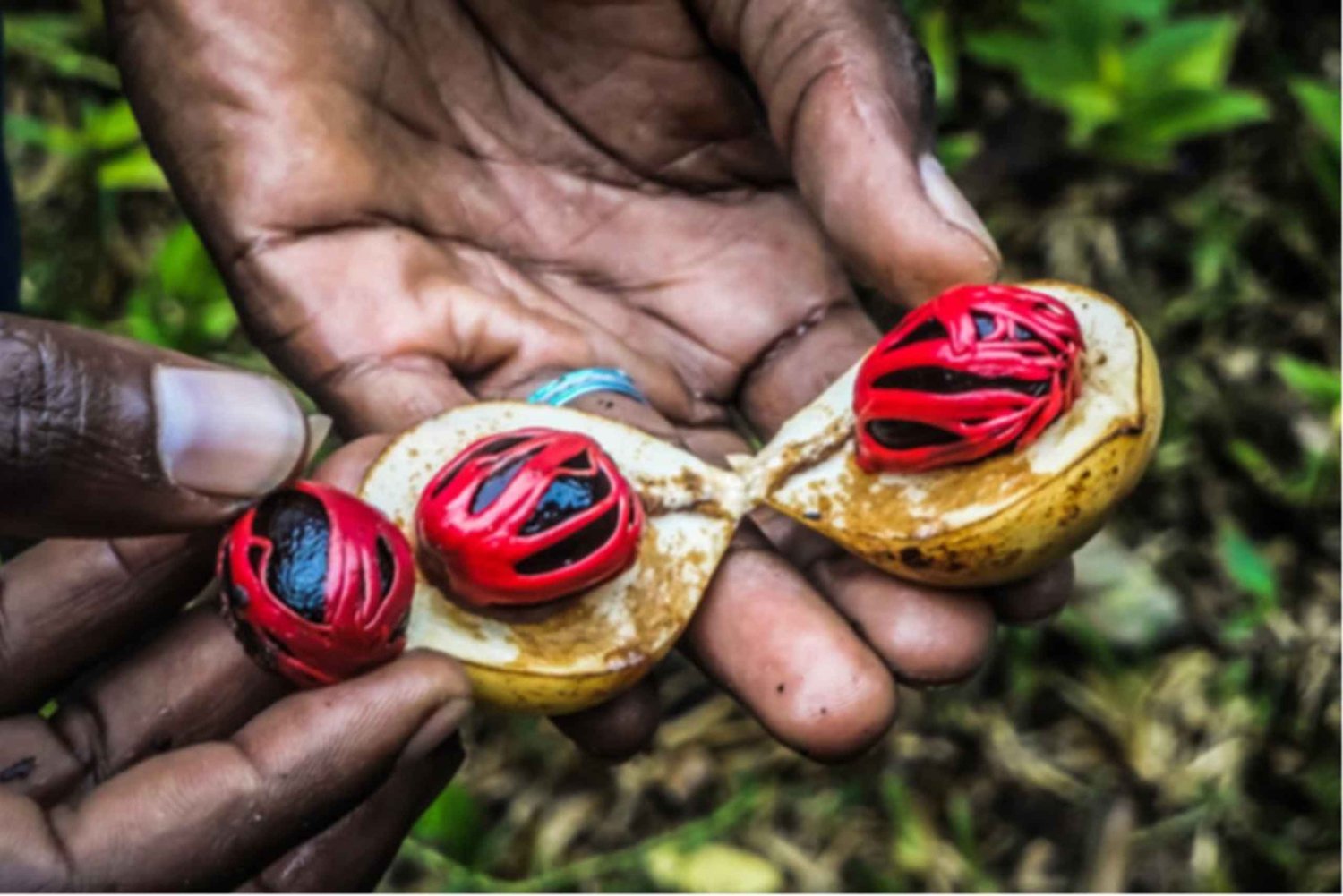 Sansibar: Gewürzfarm, Mtende Beach & The Rock