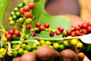 Zanzibar: Spice Farm, Mtende Beach & The Rock