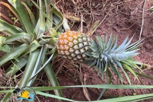 Zanzíbar: tour por una plantación de especias con almuerzo tradicional