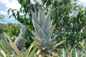 Занзибар: экскурсия с гидом по ферме специй, острову Призон и Каменному городу