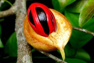 Zanzibarin maustefarmin yksityinen opastettu kierros