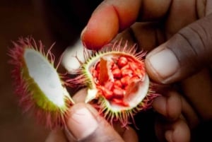 Zanzibarin maustefarmin yksityinen opastettu kierros