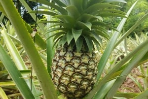 Zanzibarin maustefarmin yksityinen opastettu kierros