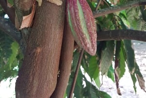 Zanzibarin maustefarmin yksityinen opastettu kierros