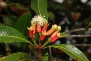 Zanzibarin maustefarmin yksityinen opastettu kierros