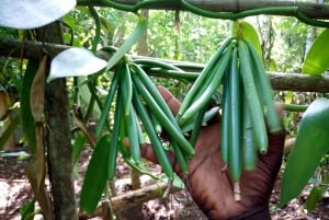 Zanzibarin maustefarmin yksityinen opastettu kierros