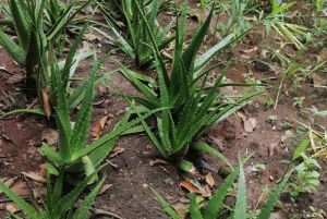 Sansibar: Gewürzfarm, Salaam-Höhle & The Rock Restaurant