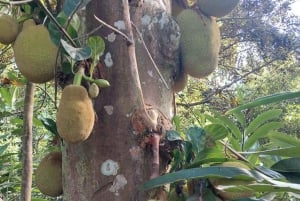 ZANZIBAR: Farma przypraw, jaskinia Salam, pływanie z żółwiami i restauracja Rock