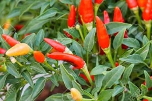 ZANZIBAR: Farma przypraw, jaskinia Salam, pływanie z żółwiami i restauracja Rock