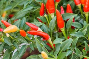 ザンジバル：スパイス農園、サラム洞窟、カメと泳ぐ、ロックレストラン