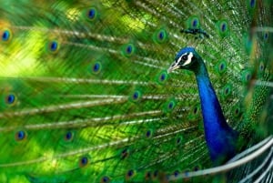 Zanzibar: Wyspa Więźniów, Stone Town i wycieczka po plantacjach przypraw z obiadem