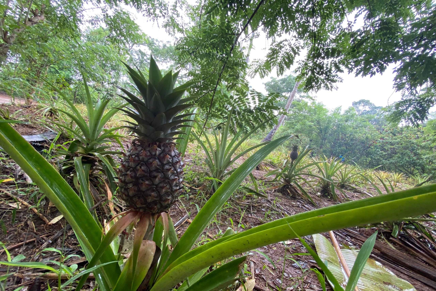 Zanzibar : visite d'une ferme d'épices et de Stone Town avec déjeuner
