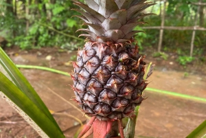 Zanzibar : visite d'une ferme d'épices et de Stone Town avec déjeuner