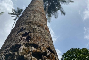 Zanzibar : visite d'une ferme d'épices et de Stone Town avec déjeuner