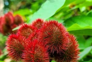 Zanzibar: Spice Farm Tour and Jozani Forest Walking Tour
