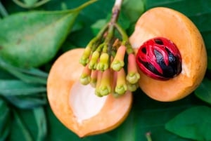 Zanzibar: Spice Farm Tour and Jozani Forest Walking Tour