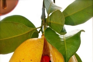 Zanzibar: Krydderifarm og Stone Town-eventyr