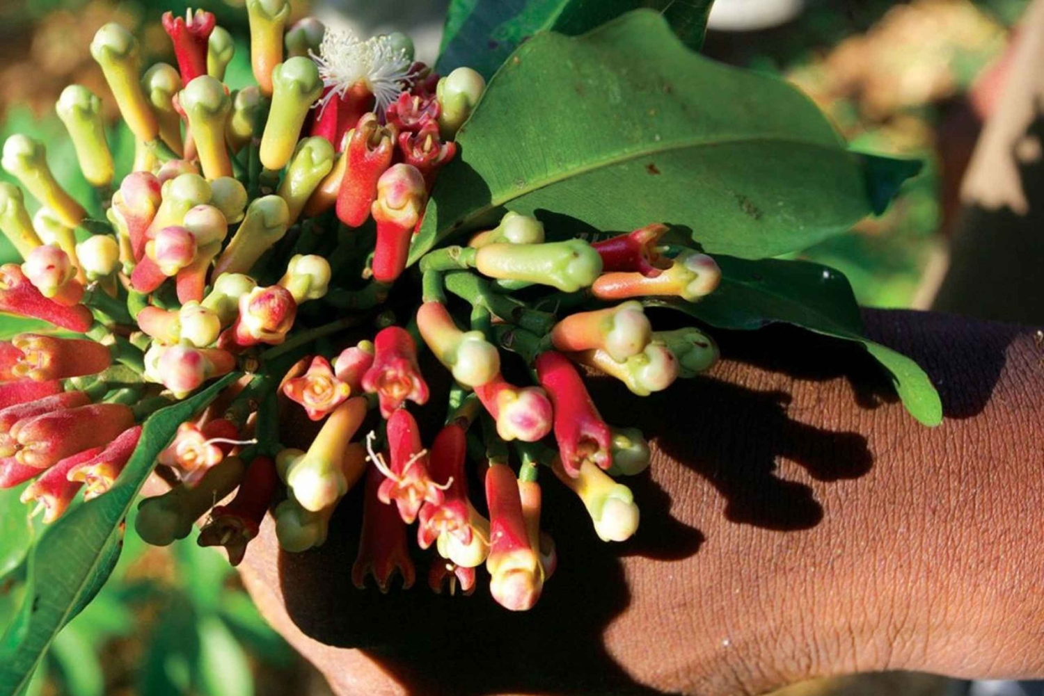 Zanzibar: Spice Farm Tour and Stone Town Guided Walking Tour