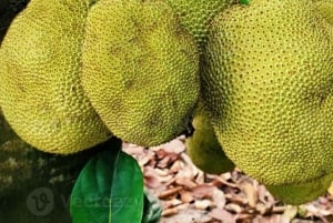 Zanzibar: Tur til krydderfarm og guidet vandring i Stone Town