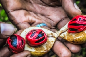 Zanzibar: Spice Farm Tour and Stone Town Guided Walking Tour