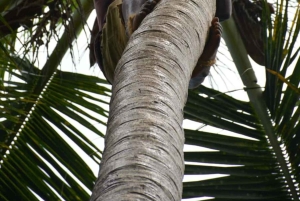 Zanzibar: Spice Farm Tour and Stone Town Guided Walking Tour