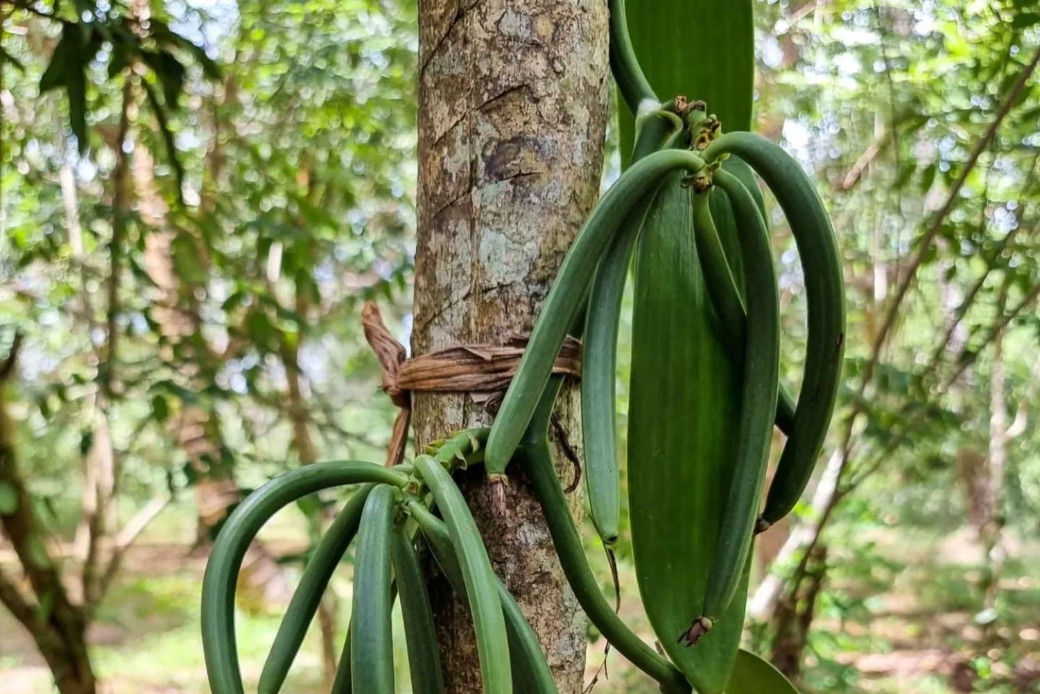 ザンジバル：スパイス農園ツアー、ココナッツ・クライミング、地元のランチをお楽しみください