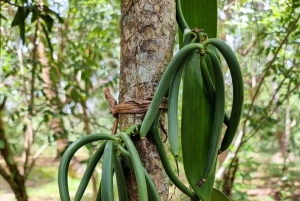 ザンジバル：スパイス農園ツアー、ココナッツ・クライミング、地元のランチをお楽しみください