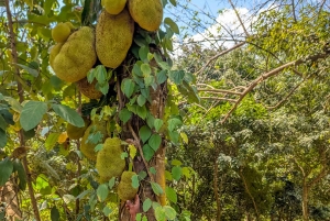 ザンジバル：スパイス農園ツアー、ココナッツ・クライミング、地元のランチをお楽しみください