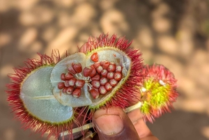 ザンジバル：スパイス農園ツアー、ココナッツ・クライミング、地元のランチをお楽しみください