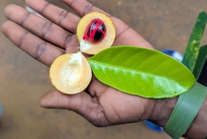 ザンジバル：スパイス農園ツアー、ココナッツ・クライミング、地元のランチをお楽しみください