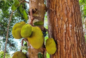 ザンジバル：スパイス農園ツアー、ココナッツ・クライミング、地元のランチをお楽しみください