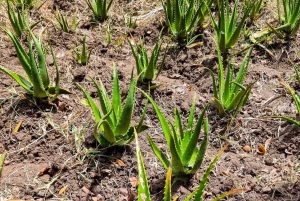 ザンジバル：スパイス農園ツアー、ココナッツ・クライミング、地元のランチをお楽しみください