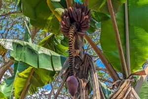 ザンジバル：スパイス農園ツアー、ココナッツ・クライミング、地元のランチをお楽しみください