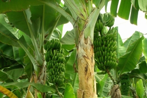 ザンジバル：スパイス農園ツアー、ココナッツ・クライミング、地元のランチをお楽しみください