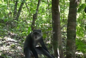 ZANZIBAR: Kruidenboerderijtour, Jozani Forest & Rock restaurant