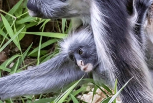 ZANZIBAR: Kruidenboerderijtour, Jozani Forest & Rock restaurant