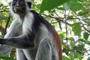 ZANZIBAR: Kruidenboerderijtour, Jozani Forest & Rock restaurant