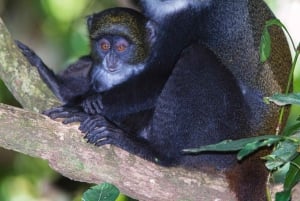 ZANZIBAR: Kruidenboerderijtour, Jozani Forest & Rock restaurant