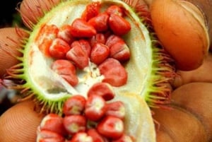 ZANZIBAR: Kruidenboerderijtour, Jozani Forest & Rock restaurant