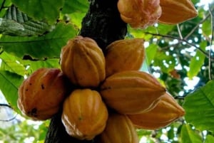 ZANZIBAR: Kruidenboerderijtour, Jozani Forest & Rock restaurant