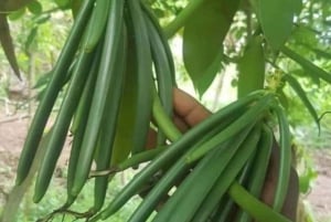 ZANZIBAR: Kruidenboerderijtour, Jozani Forest & Rock restaurant