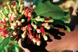 ZANZIBAR: Kruidenboerderijtour, Jozani Forest & Rock restaurant